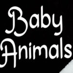 Baby Animals Font - Featured Image