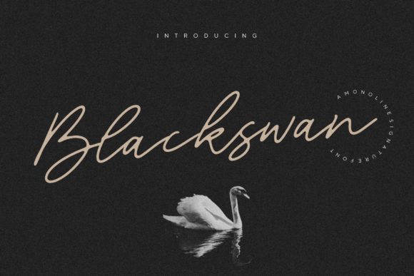 Blackswan Font - Featured Image