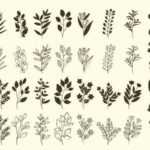 Botanikal Font - Featured Image