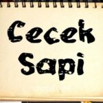 Cecek Sapi Font - Featured Image