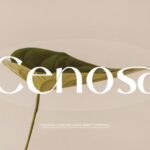 Cenosa Font - Featured Image