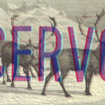 Cervo Font - Featured Image