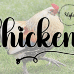 Chicken Font - Featured Image