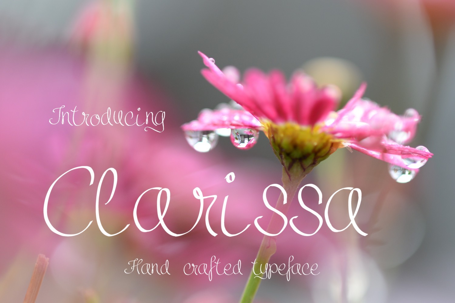 Clarissa Font - Featured Image