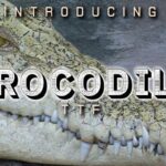 Crocodile Font - Featured Image