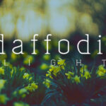 Daffofil Font - Featured Image