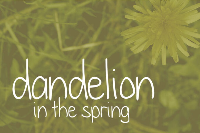 Dandelion in the Spring Font - Featured Image