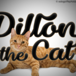 Dillon the Cat Font - Featured Image