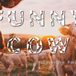 Funny Cow Font - Featured Image