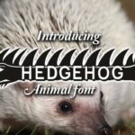 Hedgehog Font - Featured Image