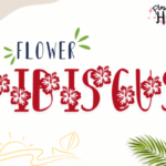 Hibiscus Flower Font - Featured Image