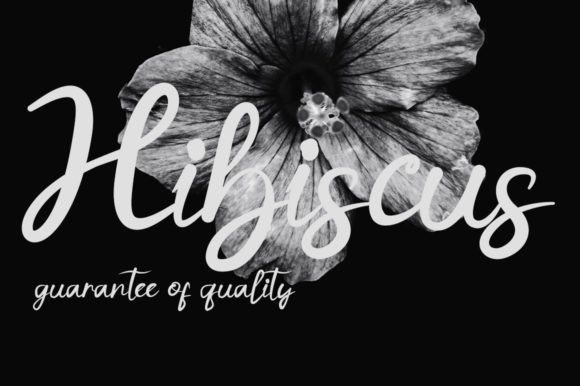 Hibiscus Font - Featured Image
